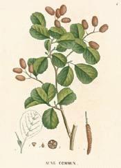 European Alder