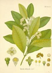 Allspice