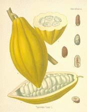 Cacao