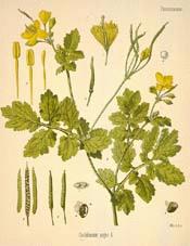 Celandine, Greater