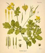 Celandine