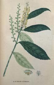 Cherry Laurel