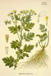 Feverfew