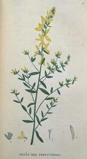 Dyer's Greenweed