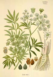 Mackenzie's water hemlock