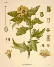 Black Henbane