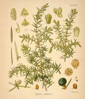 Common Juniper