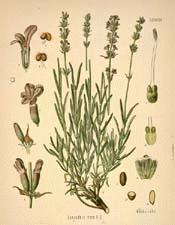 Lavandula