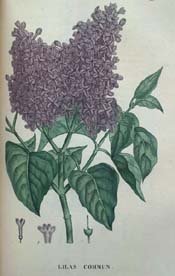 Common Lilac