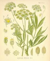 Garden Lovage