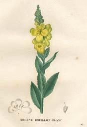 Common Mullein