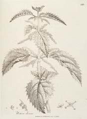 NETTLE, GREATER