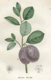 European plum