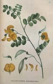 Bladder Senna