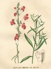 Garden Snapdragon